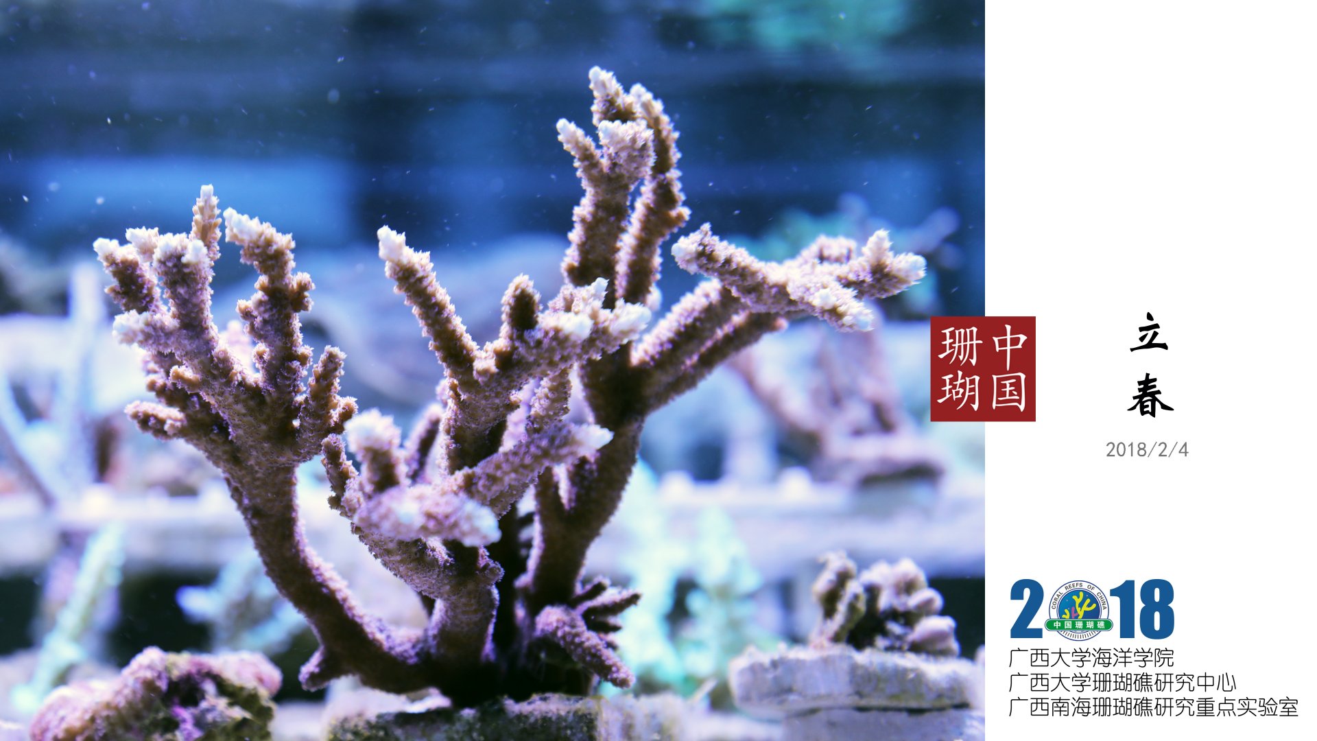 钮扣珊瑚